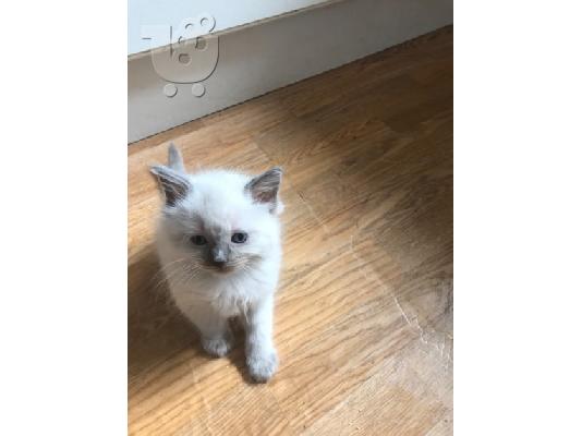 Ragdoll - Blue Bicolour